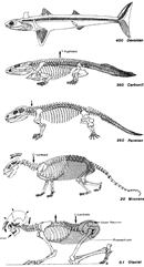 「三木成夫シェーマ原図」より脊柱の宗族発生 - サカナからヒトへ　Phylogenesis of Movement of Vertebral Column - From Fish to Man