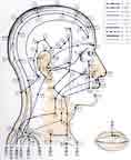 頭部側面を走る経穴図（「臨床経穴図」より）
