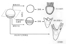 「ここには朝というものはない」