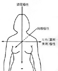 非対称の体形（ヒラメ）