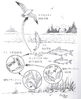 オンタリオ湖におけるPCBの生物濃縮