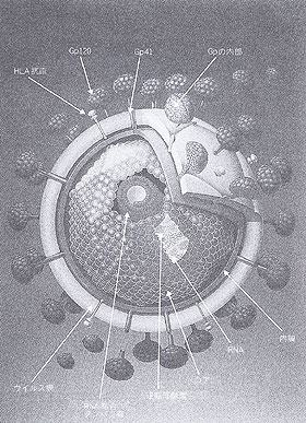 エイズウイルスの模式図