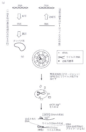 逆転写とは