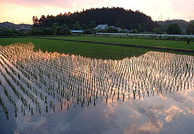 夕暮れの水田